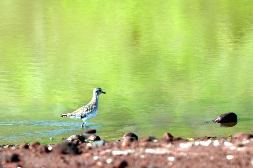 American Golden Plover