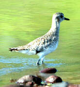 American Golden Plover