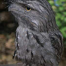 Podarge gris