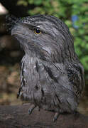 Tawny Frogmouth