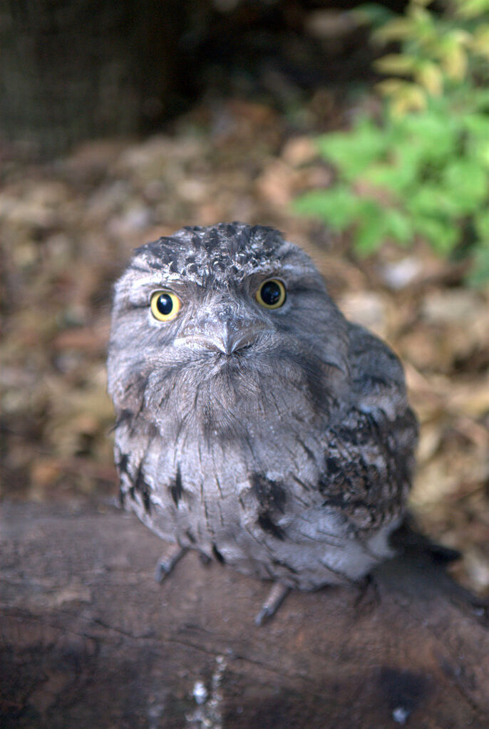 Tawny Frogmouth