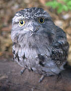 Tawny Frogmouth