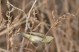 Willow Warbler