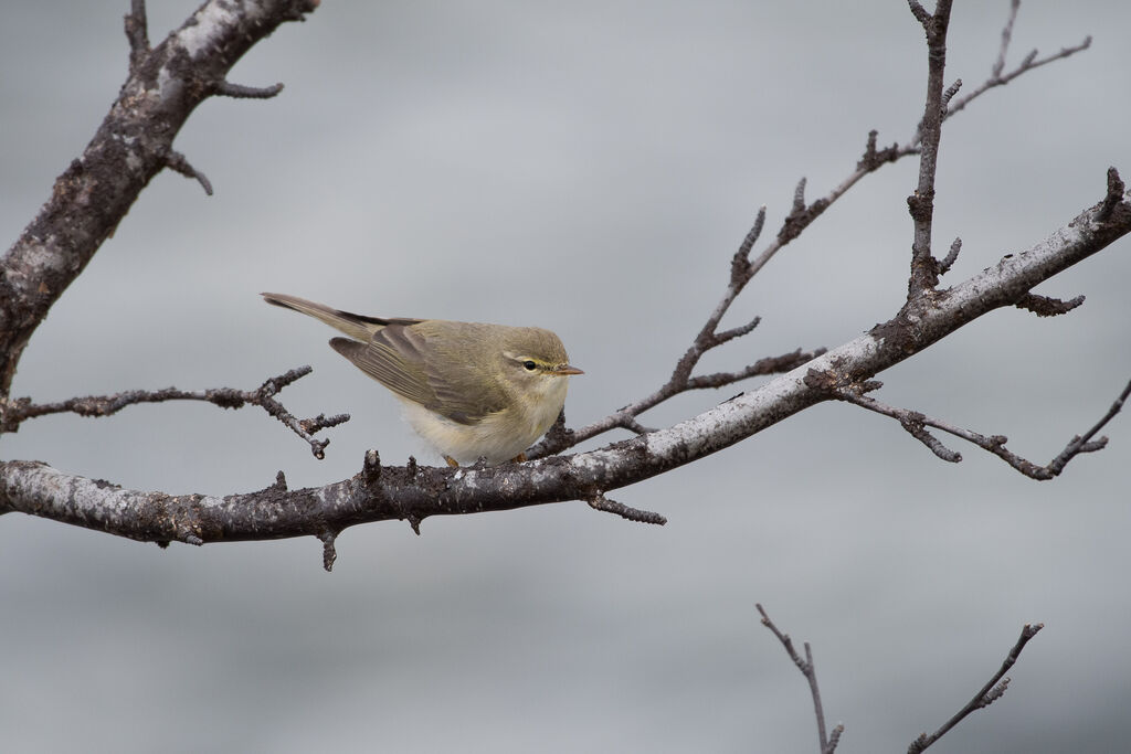 Willow Warbler