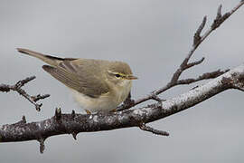 Willow Warbler