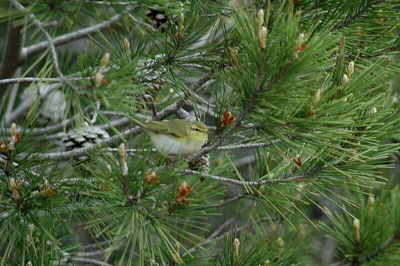 Wood Warbler