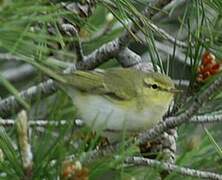 Wood Warbler