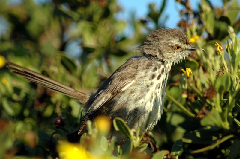 Prinia du Karroo