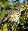 Prinia du Karroo