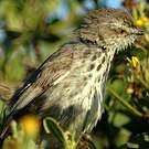 Prinia du Karroo