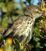 Karoo Prinia