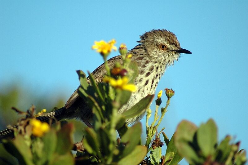 Prinia du Karroo