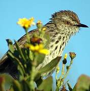 Prinia du Karroo