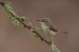 Tawny-flanked Prinia