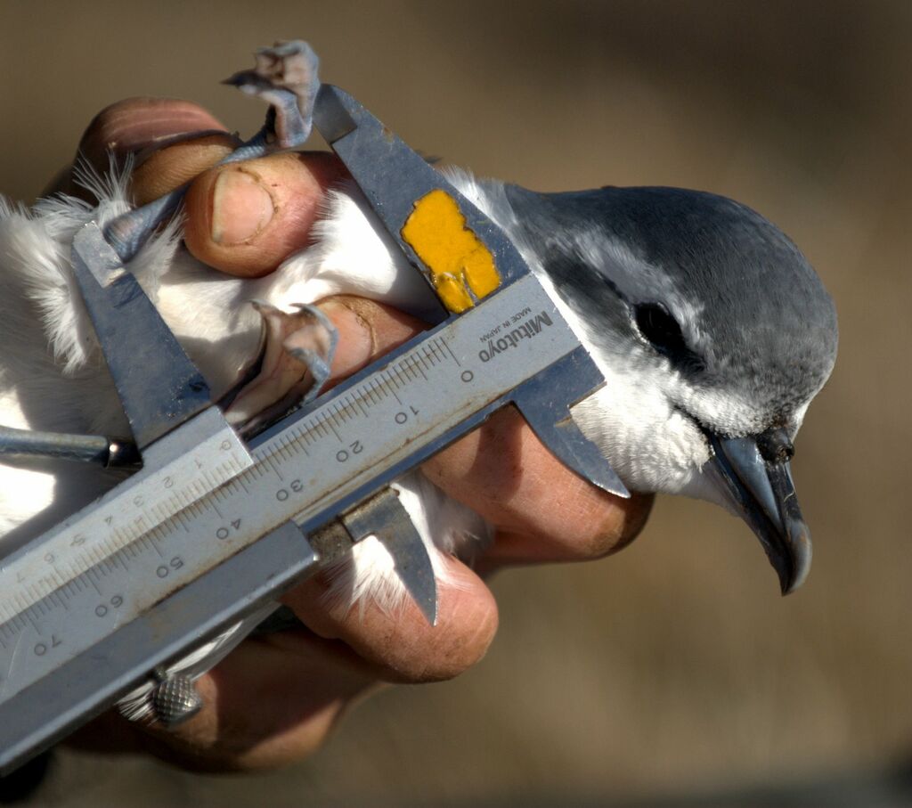 Slender-billed Prion