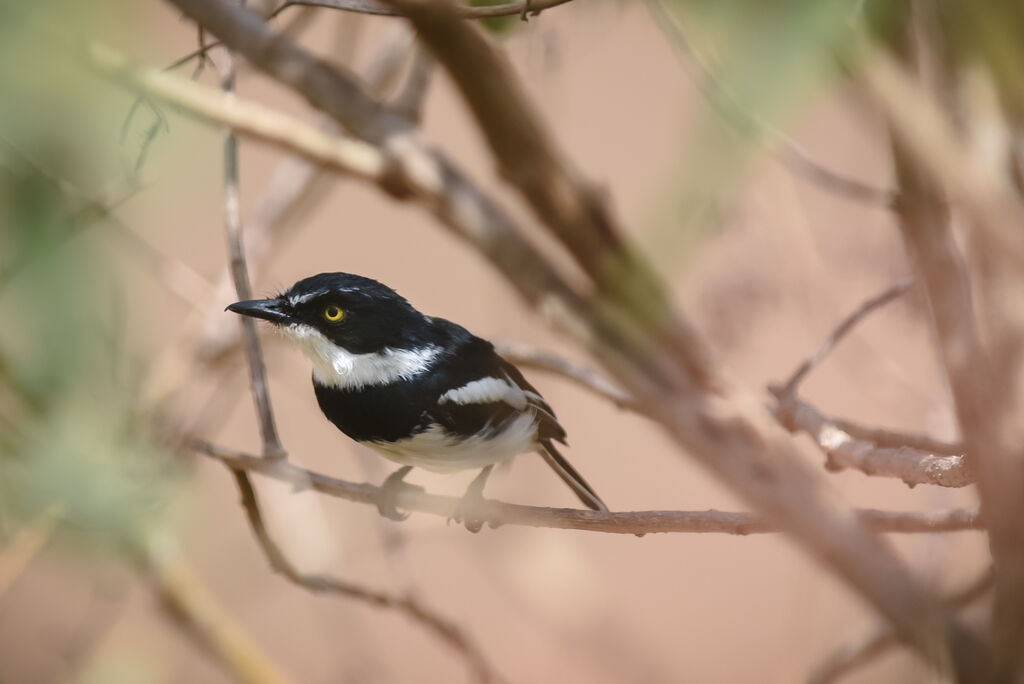 Chinspot Batis male