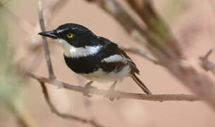 Chinspot Batis