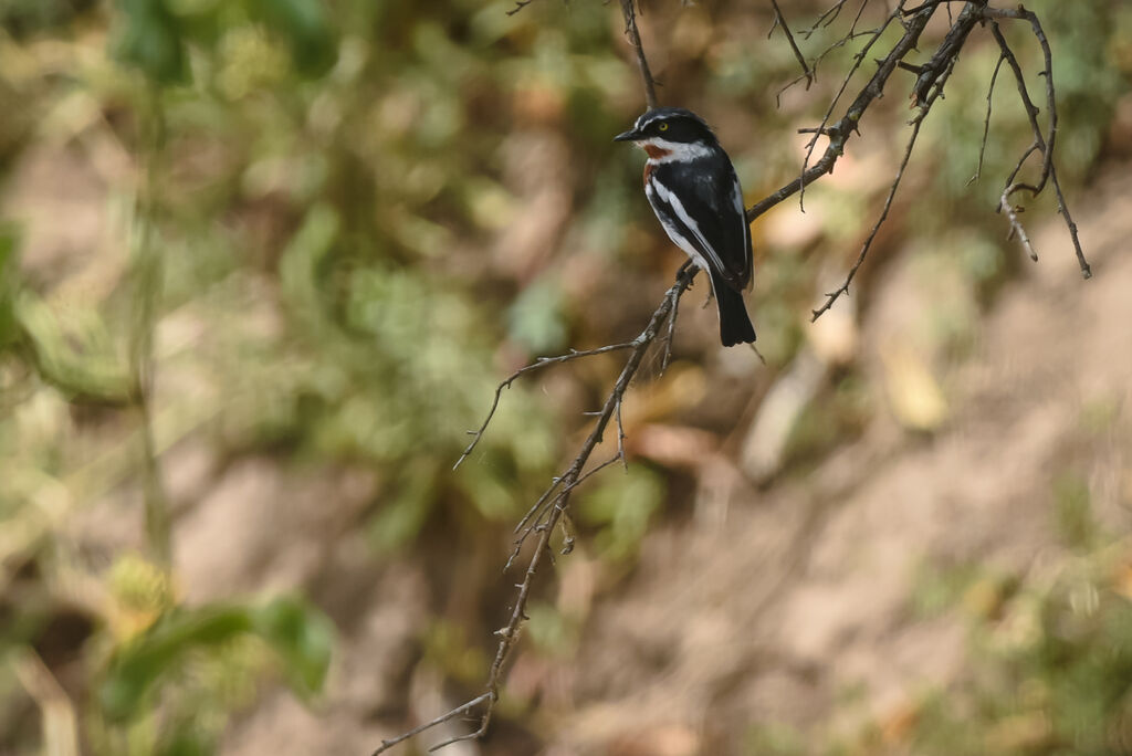 Chinspot Batis female