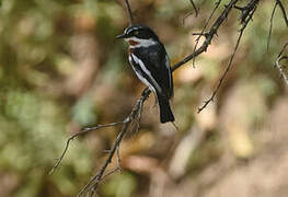 Chinspot Batis