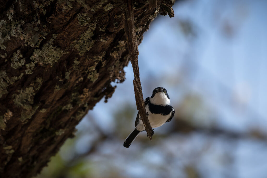 Chinspot Batis