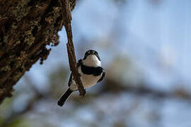 Chinspot Batis