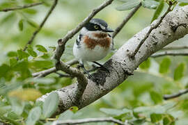 Pale Batis