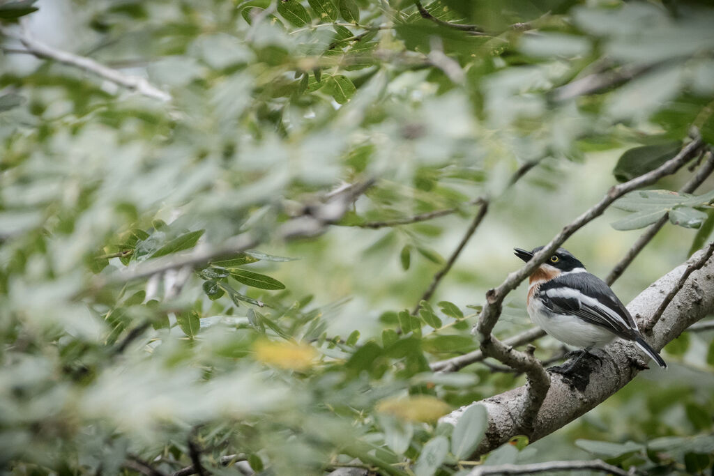 Pale Batis female