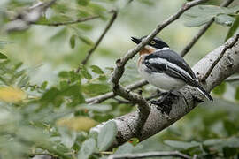 Pale Batis