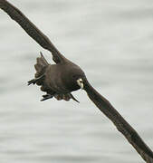 White-chinned Petrel