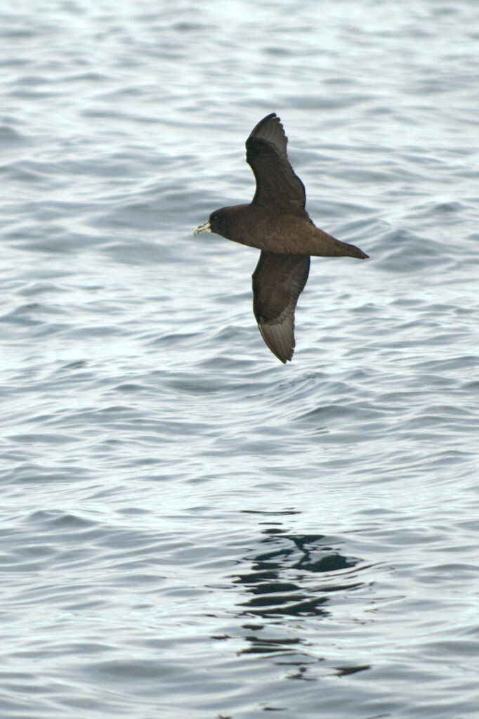 White-chinned Petrel