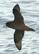 White-chinned Petrel