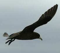 White-chinned Petrel