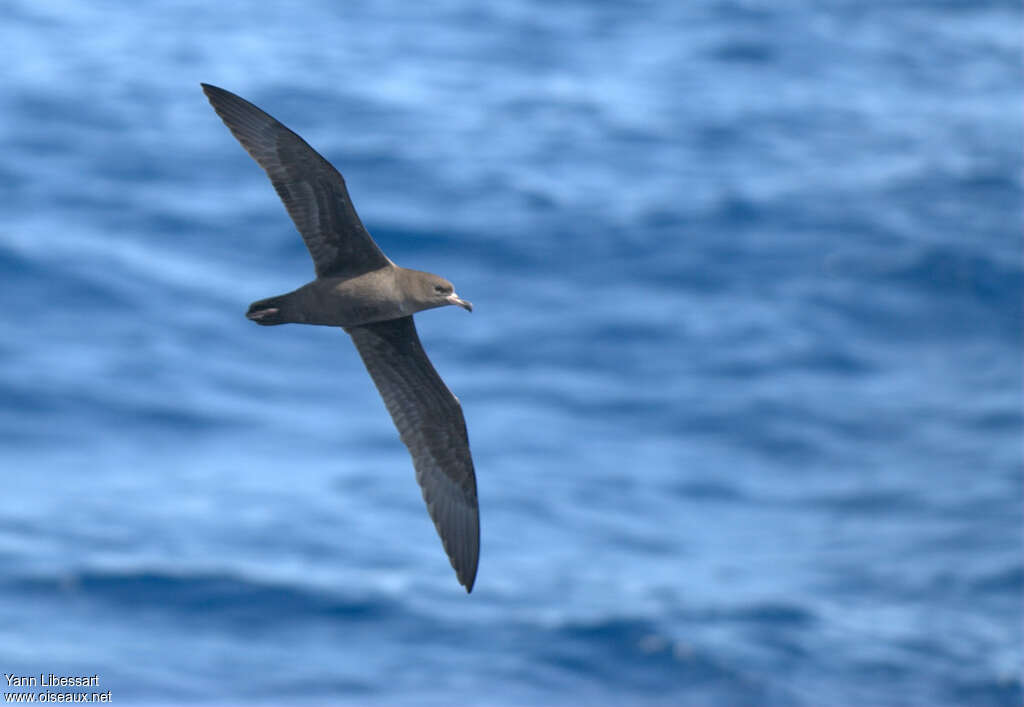 Flesh-footed Shearwater, Flight