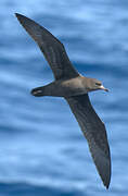 Flesh-footed Shearwater