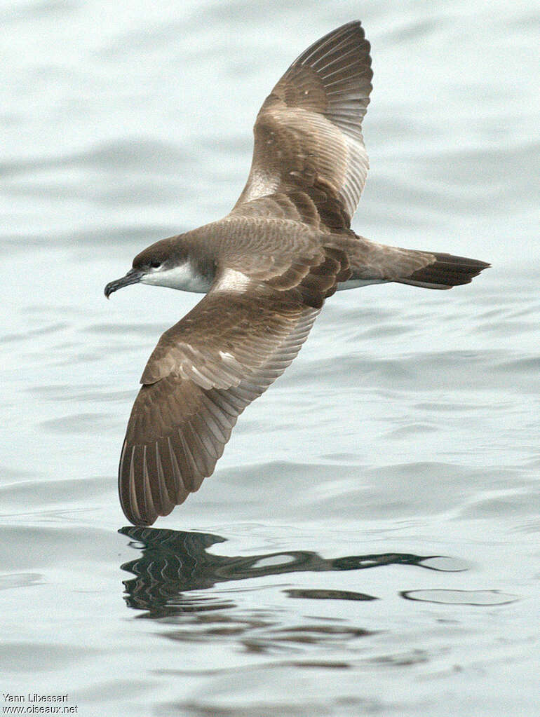 Puffin de Bulleradulte, identification