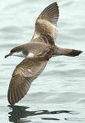 Buller's Shearwater