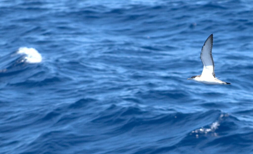 Buller's Shearwater