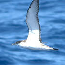 Puffin de Buller