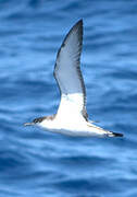 Buller's Shearwater
