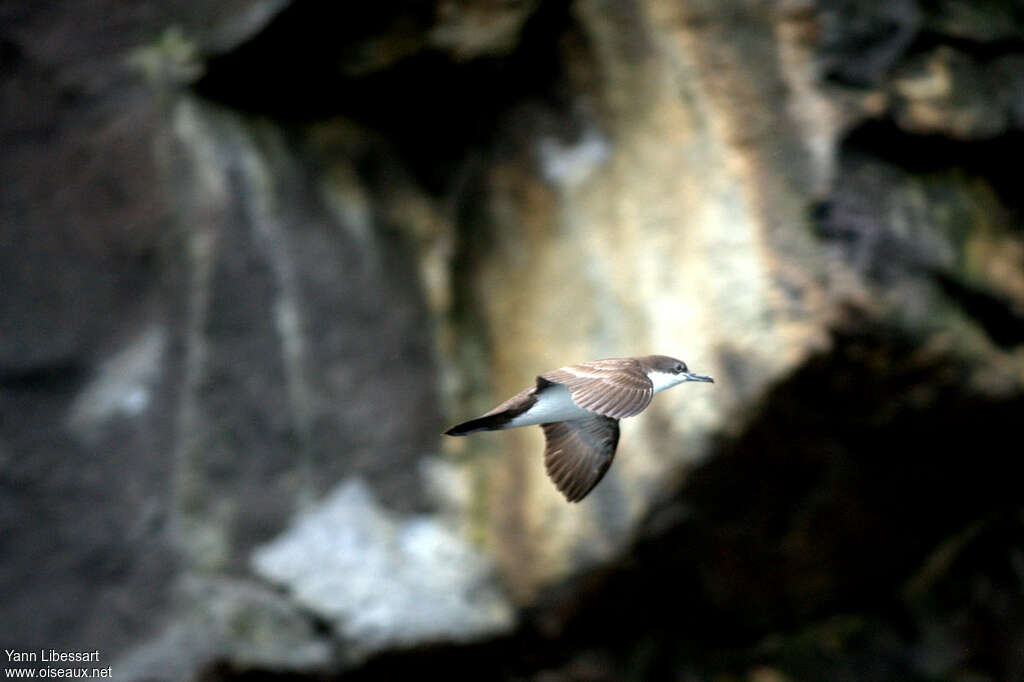 Galapagos Shearwater, Flight