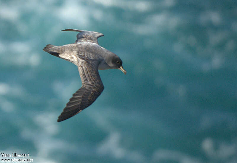 Puffin gris, identification