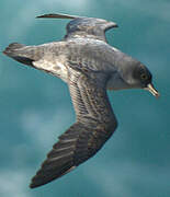 Grey Petrel