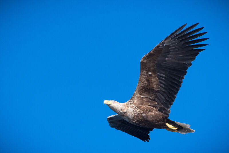 White-tailed Eagle, Flight