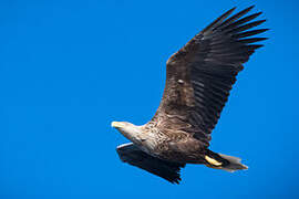 White-tailed Eagle