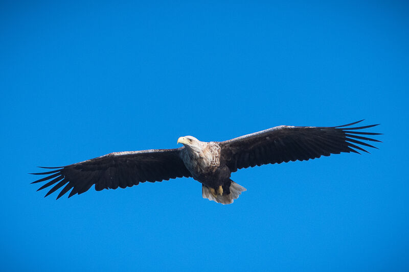 White-tailed Eagle, Flight