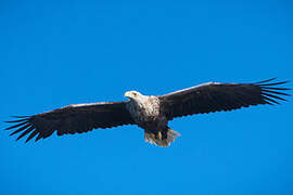 White-tailed Eagle