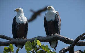 African Fish Eagle