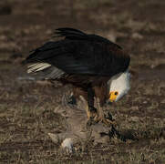 African Fish Eagle