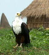 African Fish Eagle