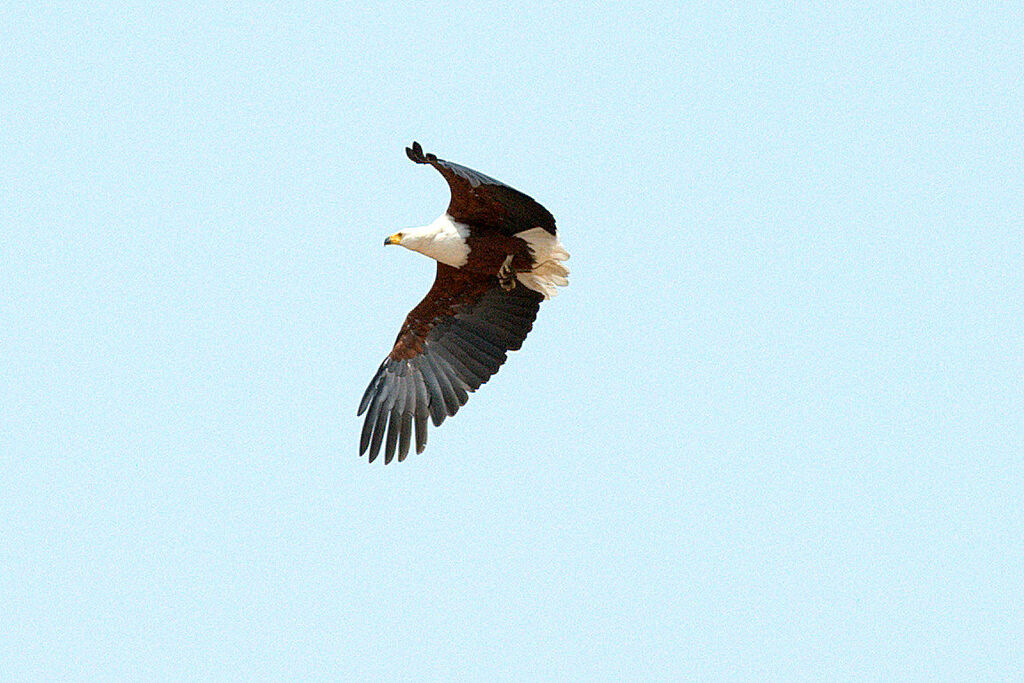 African Fish Eagle